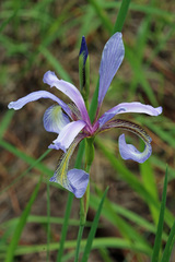 Iris prismatica