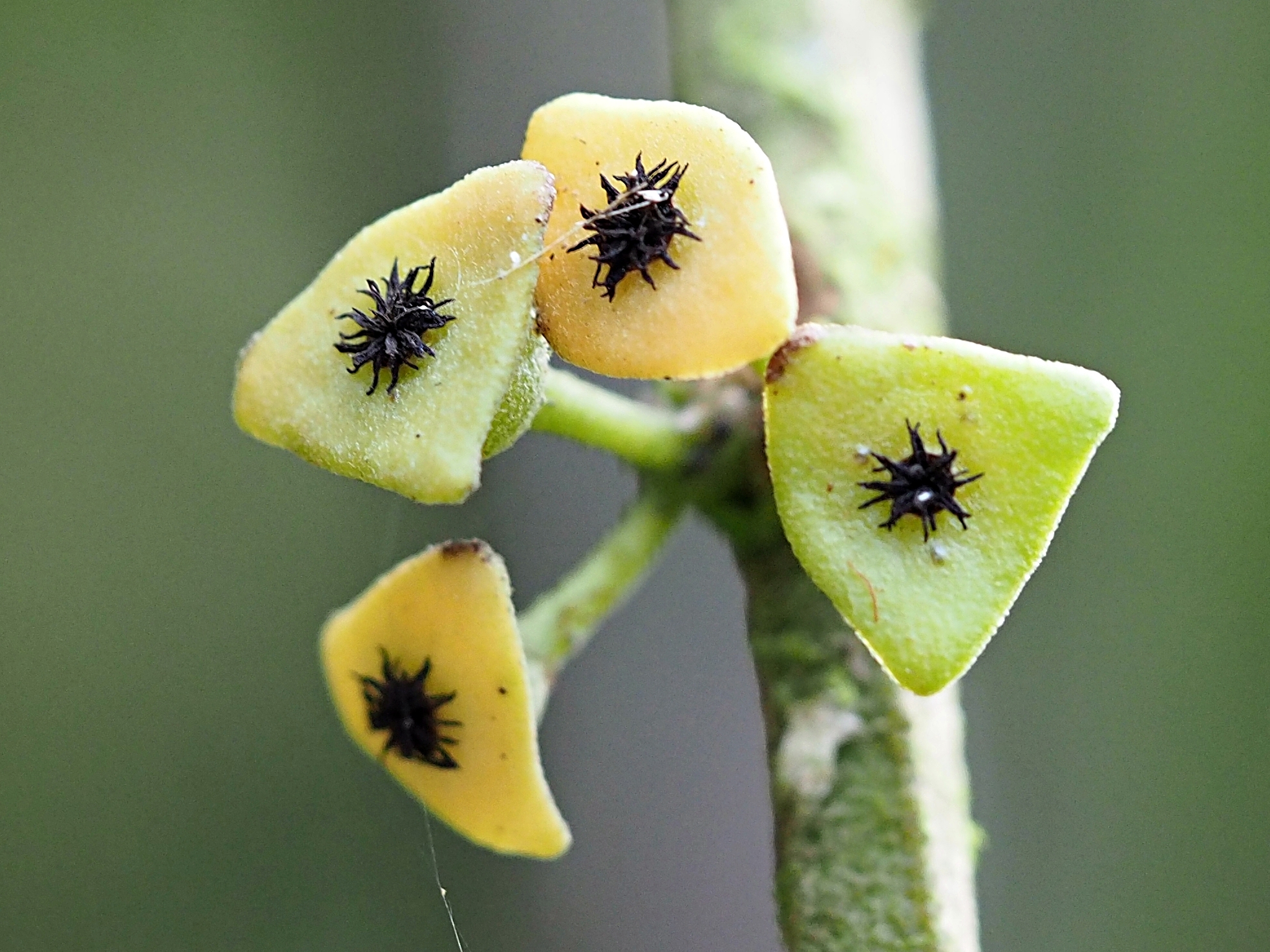 Siparunaceae