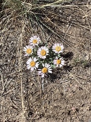 Townsendia florifera