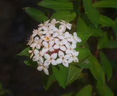 Pimelea longifolia