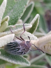 Julodis fidelissima