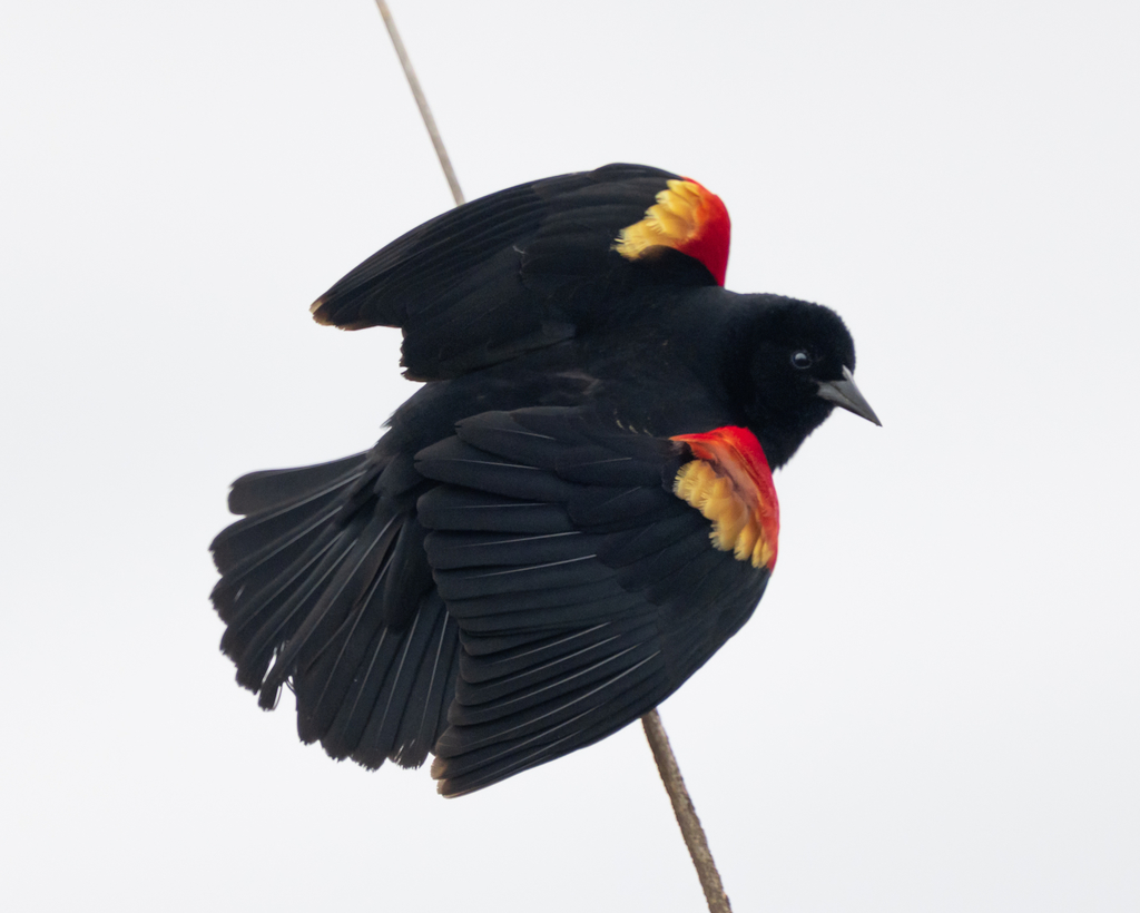 Red-Winged Blackbird (Agelaius phoeniceus) – Operation SPLASH (Stop  Polluting, Littering and Save Harbors)