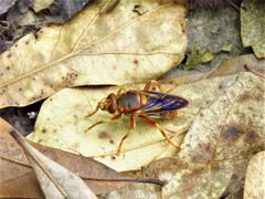 Teuchocnemis bacuntius