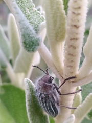 Julodis fidelissima