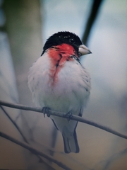 Pheucticus ludovicianus