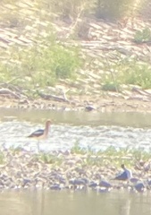 Recurvirostra americana