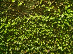 Fissidens gracilifolius