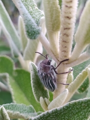 Julodis fidelissima