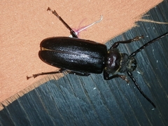 Aplagiognathus spinosus