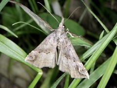 Hypena indicatalis
