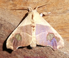 Zatrephes haxairei