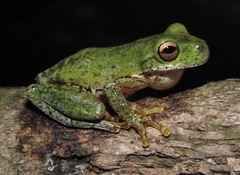 Duellmanohyla ignicolor