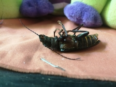 Aplagiognathus spinosus