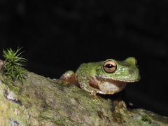 Duellmanohyla ignicolor