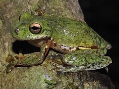 Duellmanohyla ignicolor