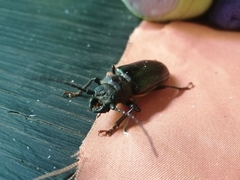 Aplagiognathus spinosus