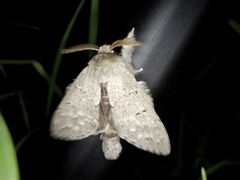 Cnethodonta grisescens