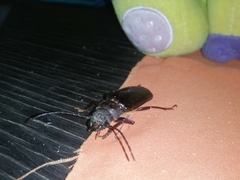 Aplagiognathus spinosus