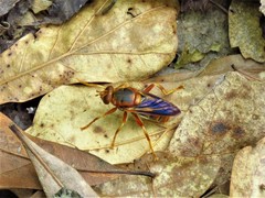 Teuchocnemis bacuntius