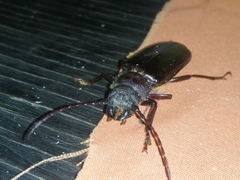 Aplagiognathus spinosus