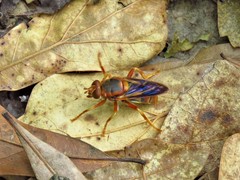 Teuchocnemis bacuntius