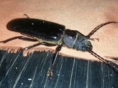 Aplagiognathus spinosus