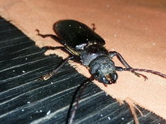 Aplagiognathus spinosus