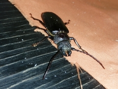 Aplagiognathus spinosus