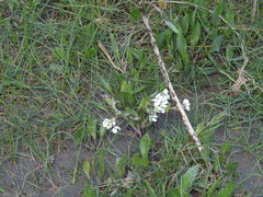 Cochlearia anglica
