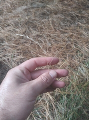 Rytidosperma racemosum