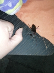 Aplagiognathus spinosus
