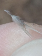Rytidosperma racemosum