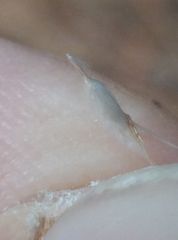 Rytidosperma racemosum