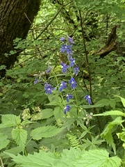 Delphinium trolliifolium