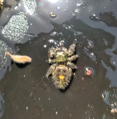 Phidippus audax