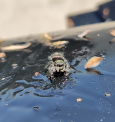 Phidippus audax