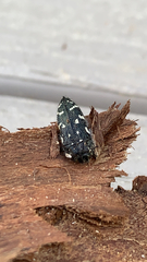 Acmaeodera ornata