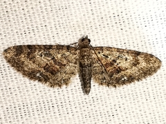 Eupithecia cocciferata