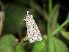 Scoparia congestalis