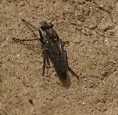 Lasiopogon