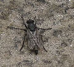 Lasiopogon