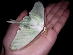 Actias aliena aliena
