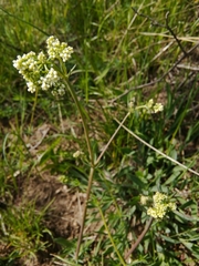 Galium glaucum