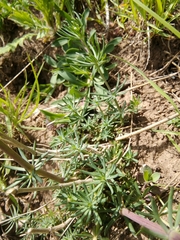 Galium glaucum
