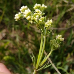 Galium glaucum