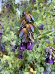 Cerinthe