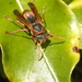 Australian Paper Wasp - Photo (c) epitree, some rights reserved (CC BY-NC), uploaded by Maurice