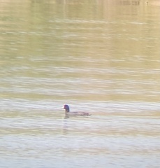 Fulica americana