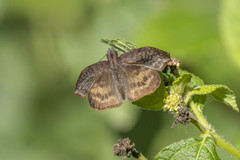 Theagenes dichrous