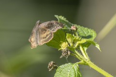 Theagenes dichrous